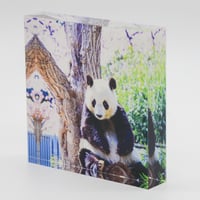 数量限定】王子動物園開園記念「オリジナルバスタオル（タンタン