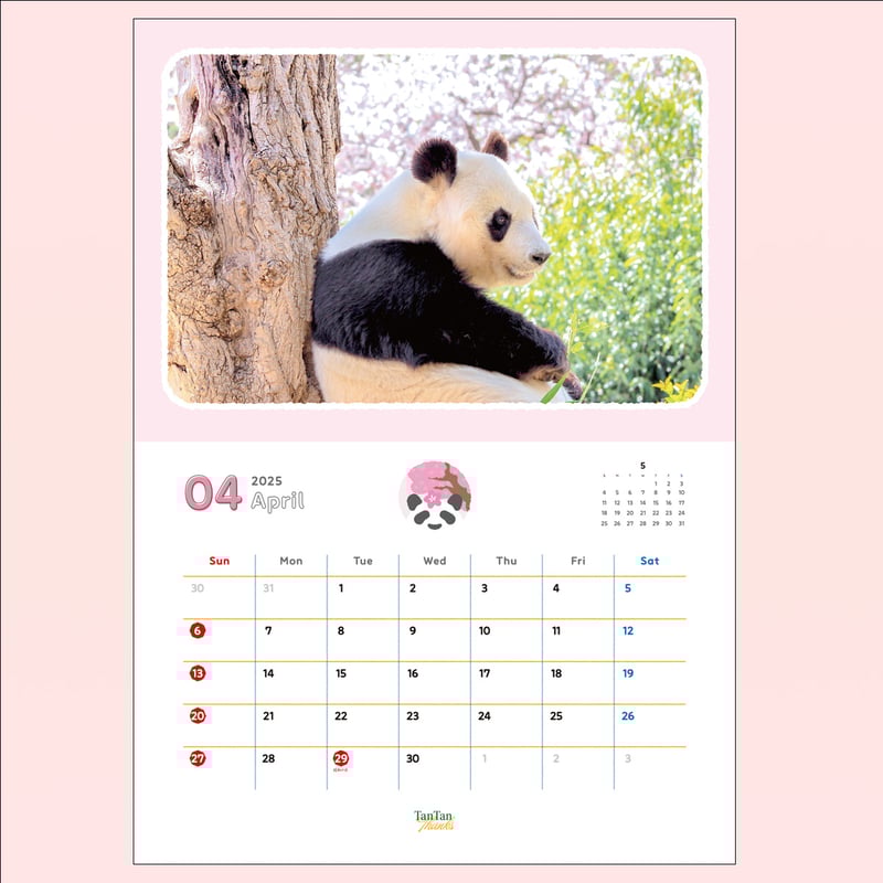 ジャイアント のんたん ZXi5 アイアン カーボンシャフト 6本セット5～9PW 2025新製品