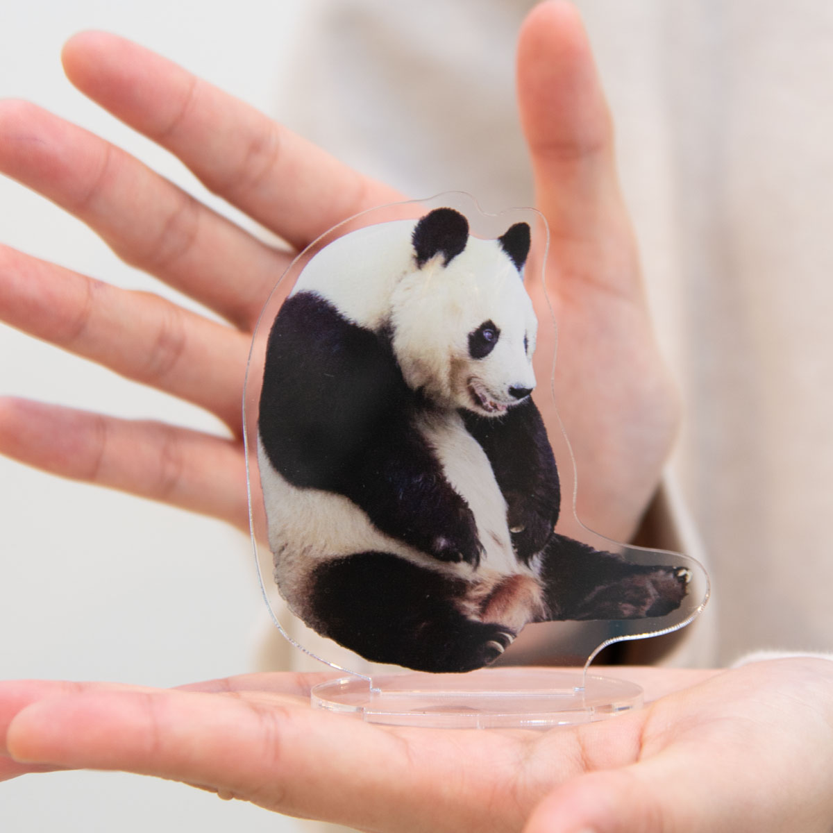 数量限定】王子動物園開園記念「タンタンオリジナル アクリル 数量限定】王子動物園開園記念「タンタンオリジナル アクリル