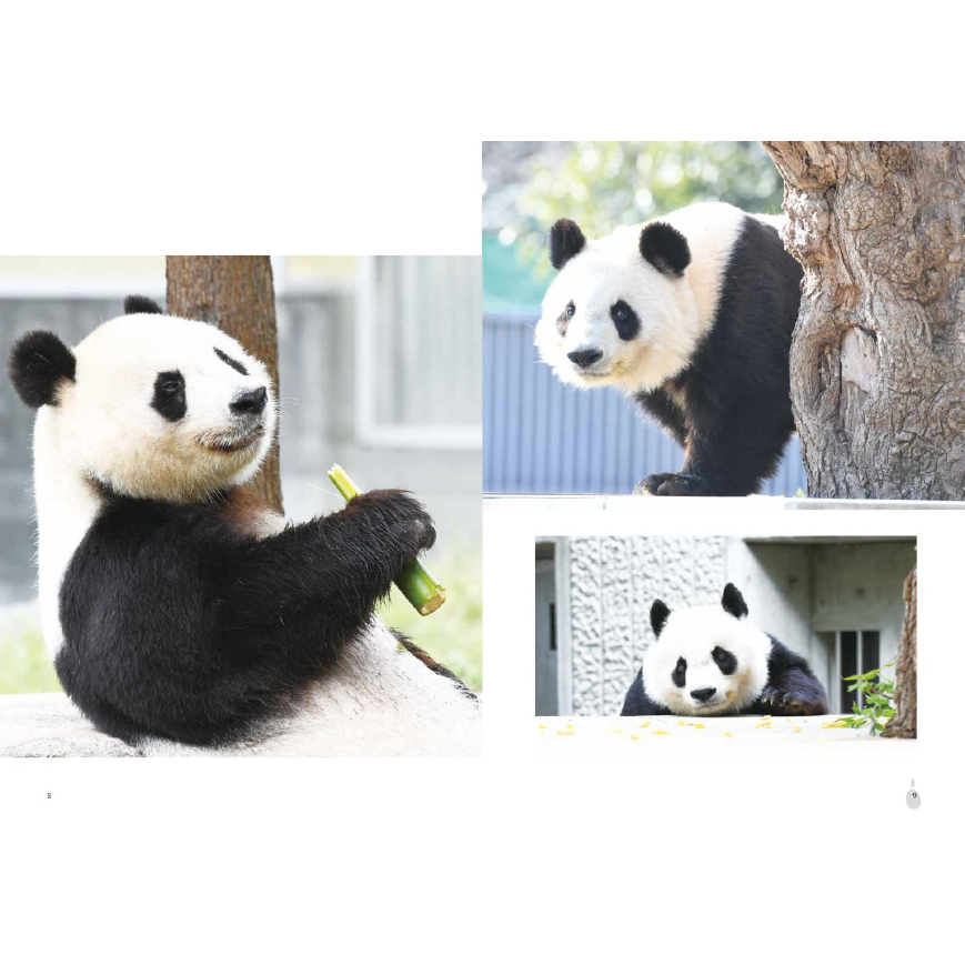 タンタン、ありがとう 神戸とパンダの記録」（B5判/104ページ） | 神戸