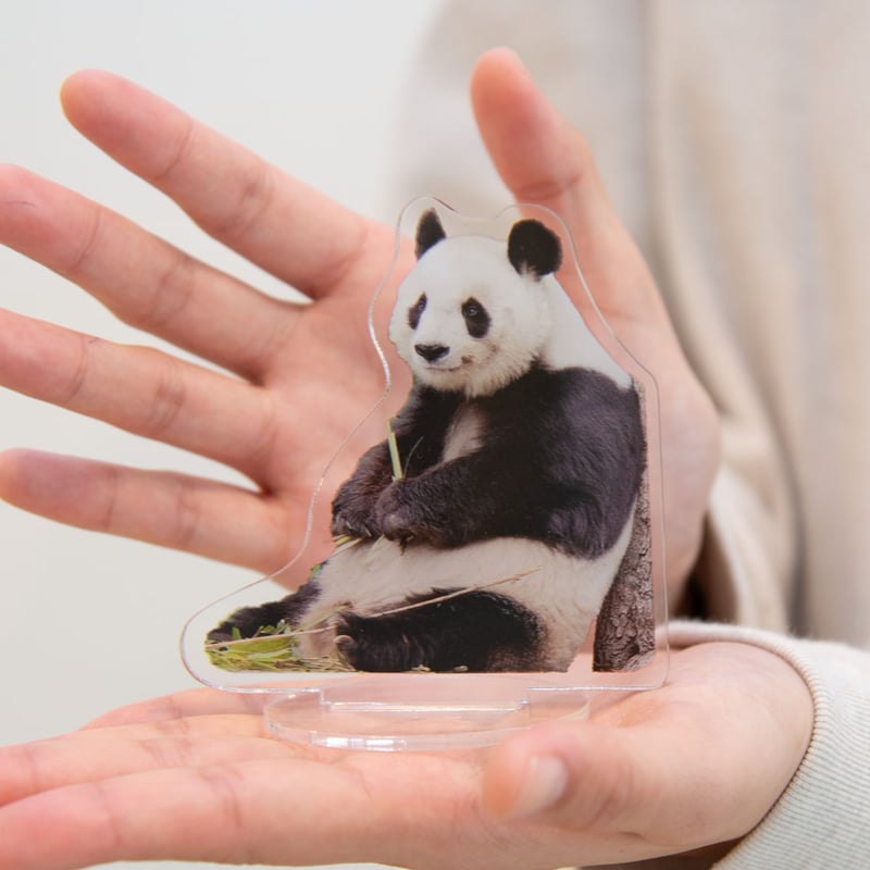 数量限定】王子動物園開園記念「タンタンオリジナル アクリル 数量限定】王子動物園開園記念「タンタンオリジナル アクリル