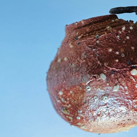 Tｰ54 辻村史朗　信楽蹲掛花入　共箱有　Shiro Tsujimura Shigaraki Uzukumaru hanging vase