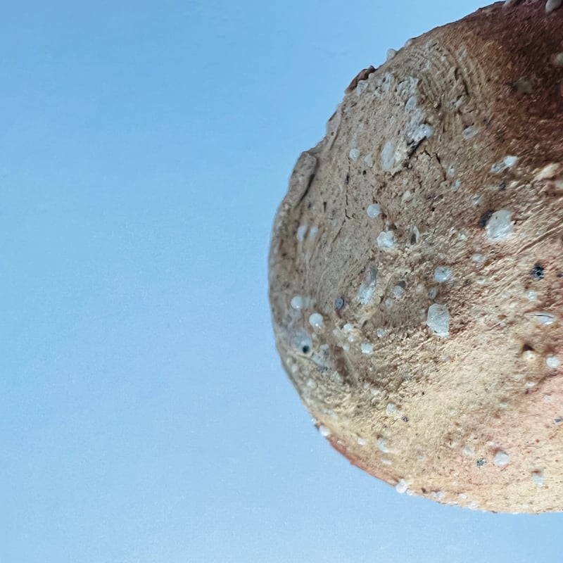 辻村史郎siro 直筆サイン入り写真集 Tｰ61 辻村史朗 信楽一輪挿掛花入 Shiro Tsujimura Shigaraki Fl