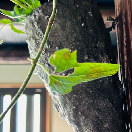 K−8 神山清子　信楽掛花入れ