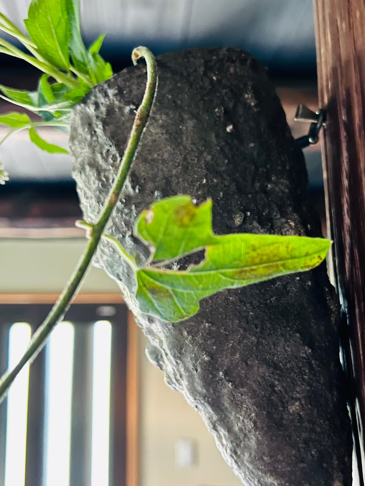 K−8 神山清子 信楽掛花入れ | GARAGE MADE