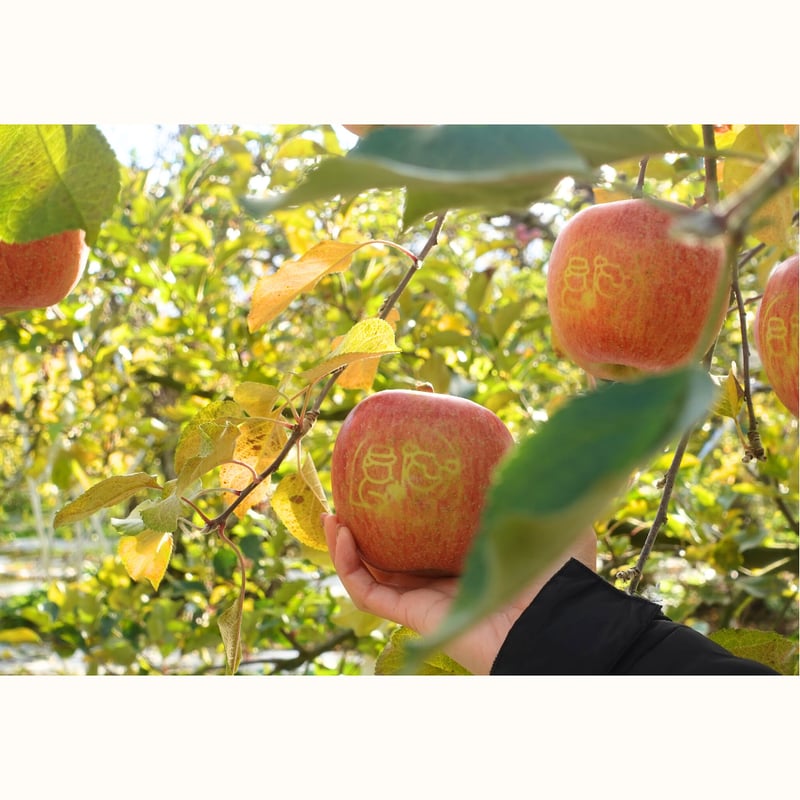 国見町】りんごの木オーナー制度2025※2025年11月下旬〜12月下旬発送