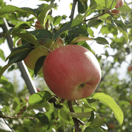 【国見町】りんごの木オーナー制度