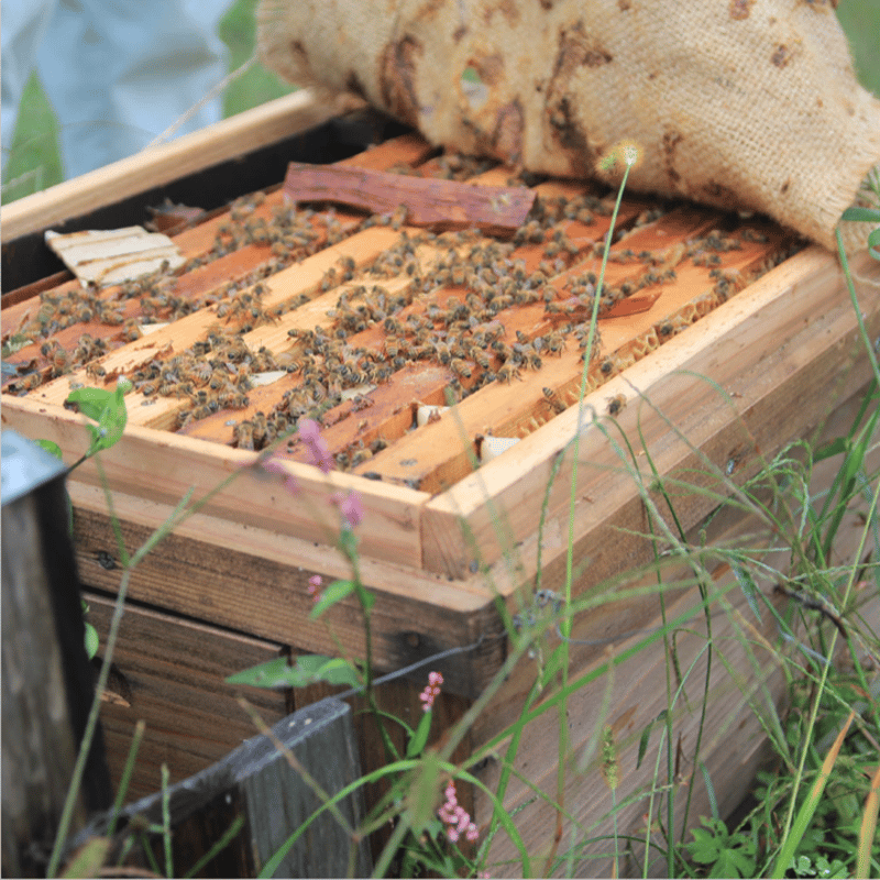 みつばち  びぃふぁむ みつばちの雫 ｜ 出店者｜くさつFarmers' Market