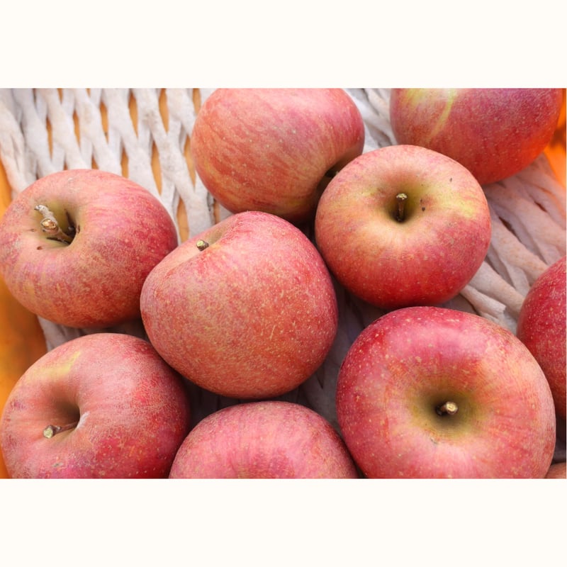 国見町】りんごの木オーナー制度2025※2025年11月下旬〜12月下旬発送