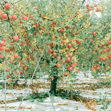 【国見町】りんごの木オーナー制度2023※2023年11月下旬〜12月上旬発送