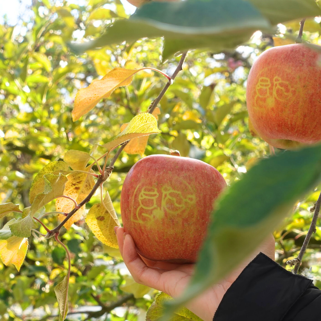 2025年予約販売〉【農家より直送】りんご3kg/5kg/クニミノマド