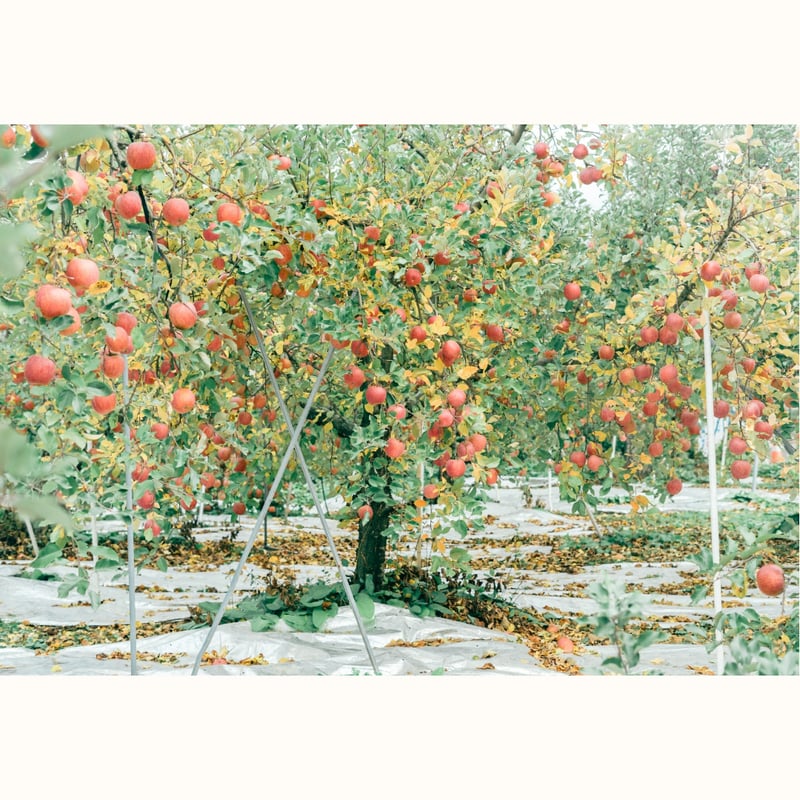 国見町】りんごの木オーナー制度2025※2025年11月下旬〜12月下旬発送