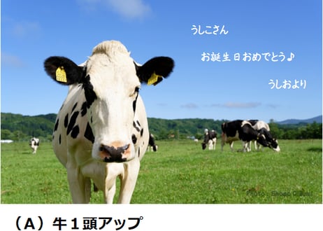 メッセージカード