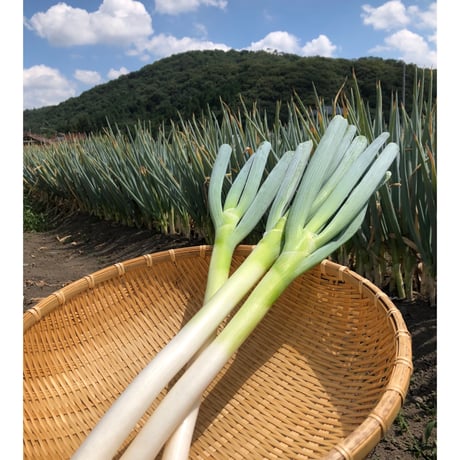 ネギ山椒辣油　65g