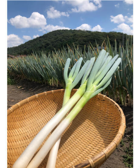 ネギ油・ネギ辣油 120g 2本セット | 藤乃屋