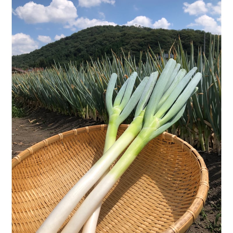 ネギ油 65g | 藤乃屋