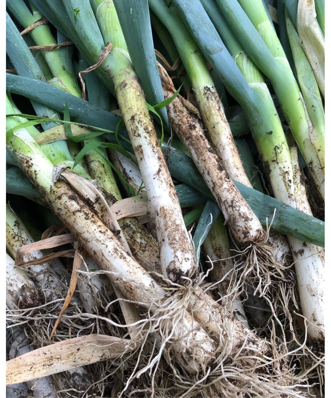 ヤギッコリー ネギ山椒辣油 120g | 藤乃屋