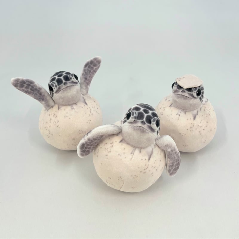 フェリシモYOU+MORE! × 海とかもめ部とのコラボ商品🐢】 アオウミガメの赤ちゃんのぬ...