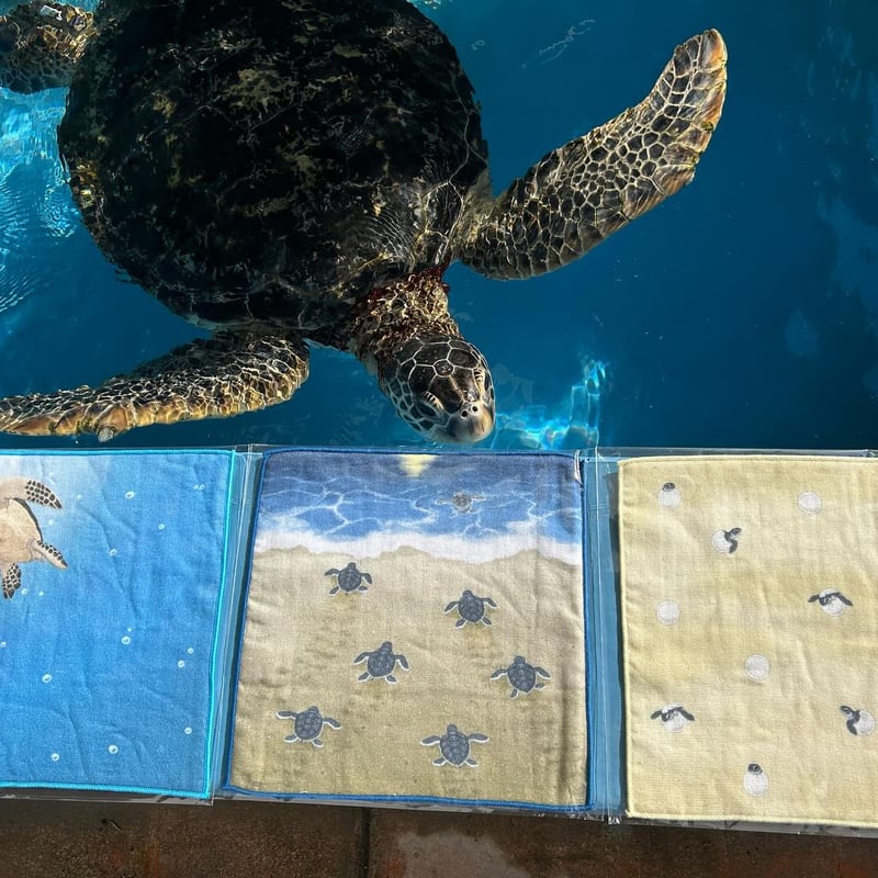 フェリシモYOU+MORE!とのコラボ商品🐢】 二重織ハンカチ ～広い海