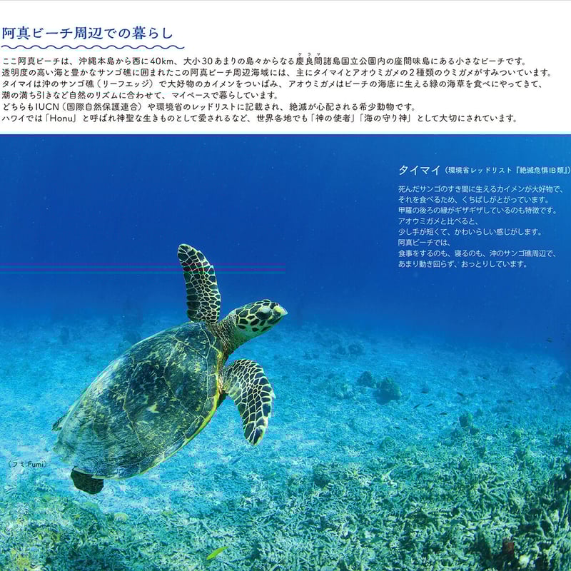 となりのウミガメ | Marine life support となりのウミガメ | Marine life support