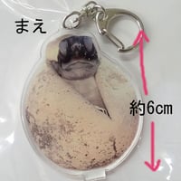 小笠原の子ガメストラップ | Marine life support 