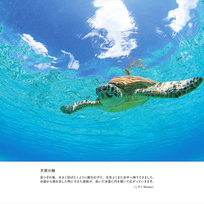 となりのウミガメ | Marine life support となりのウミガメ | Marine life support