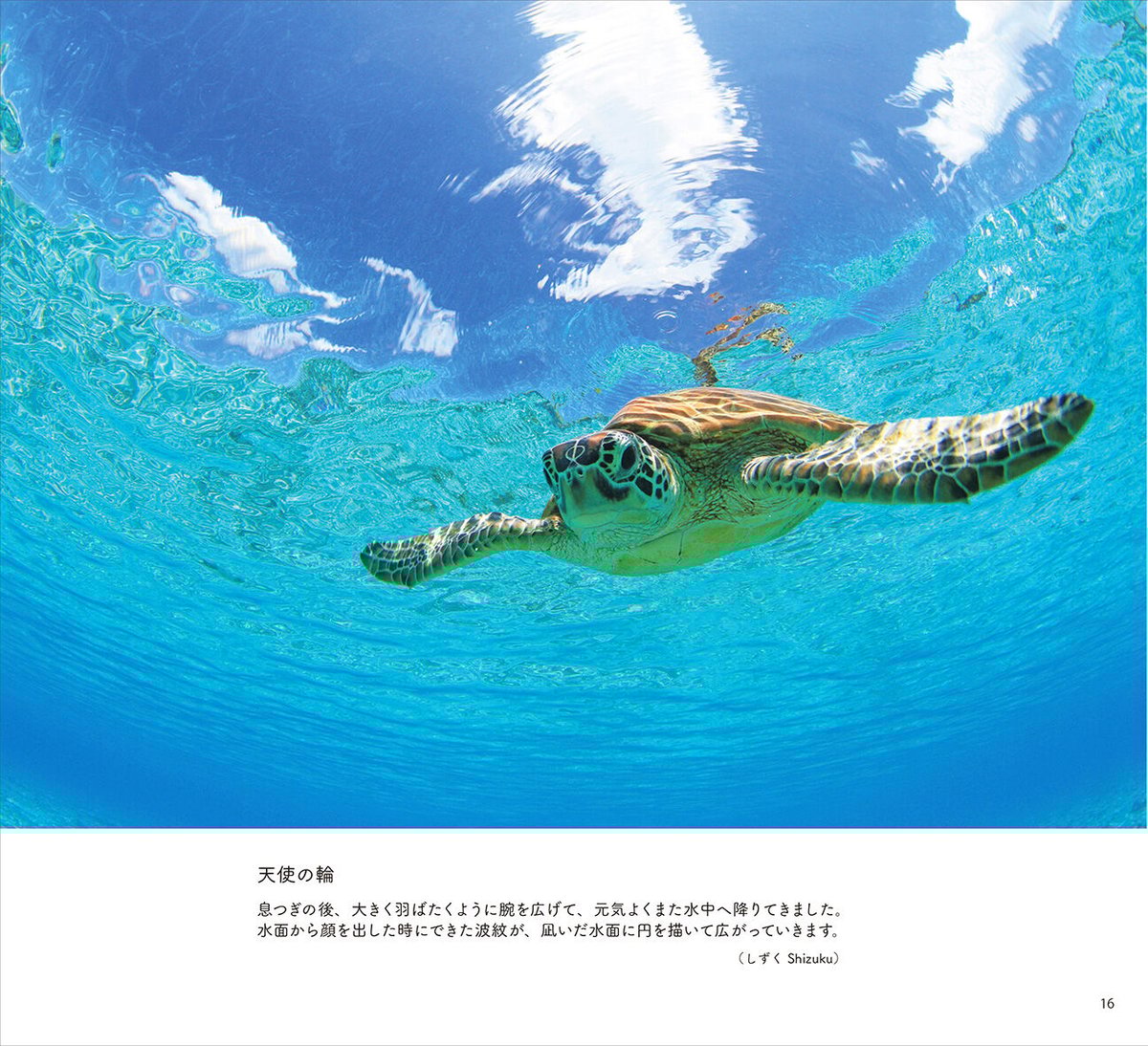 【原画】ウミガメの旅立ち 原画】ウミガメの旅立ち ヨシ 3万7千キロをおよいだウミガメの