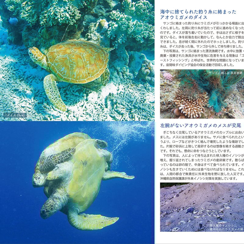【原画】ウミガメの旅立ち 0bba94ef6b24654bbe8dc0c3e3078c