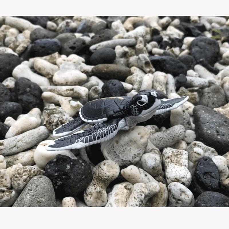 子ガメマグネット | Marine life support 