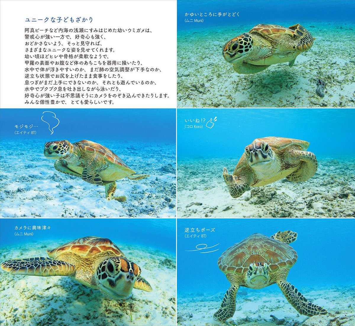 【原画】ウミガメの旅立ち 原画】ウミガメの旅立ち ウミガメ 海亀 海 カメ 絵画 原画