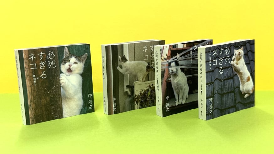 豆猫さま専用 種無しすだち 本ゆず 豆猫さま専用 種無しすだち 本ゆず