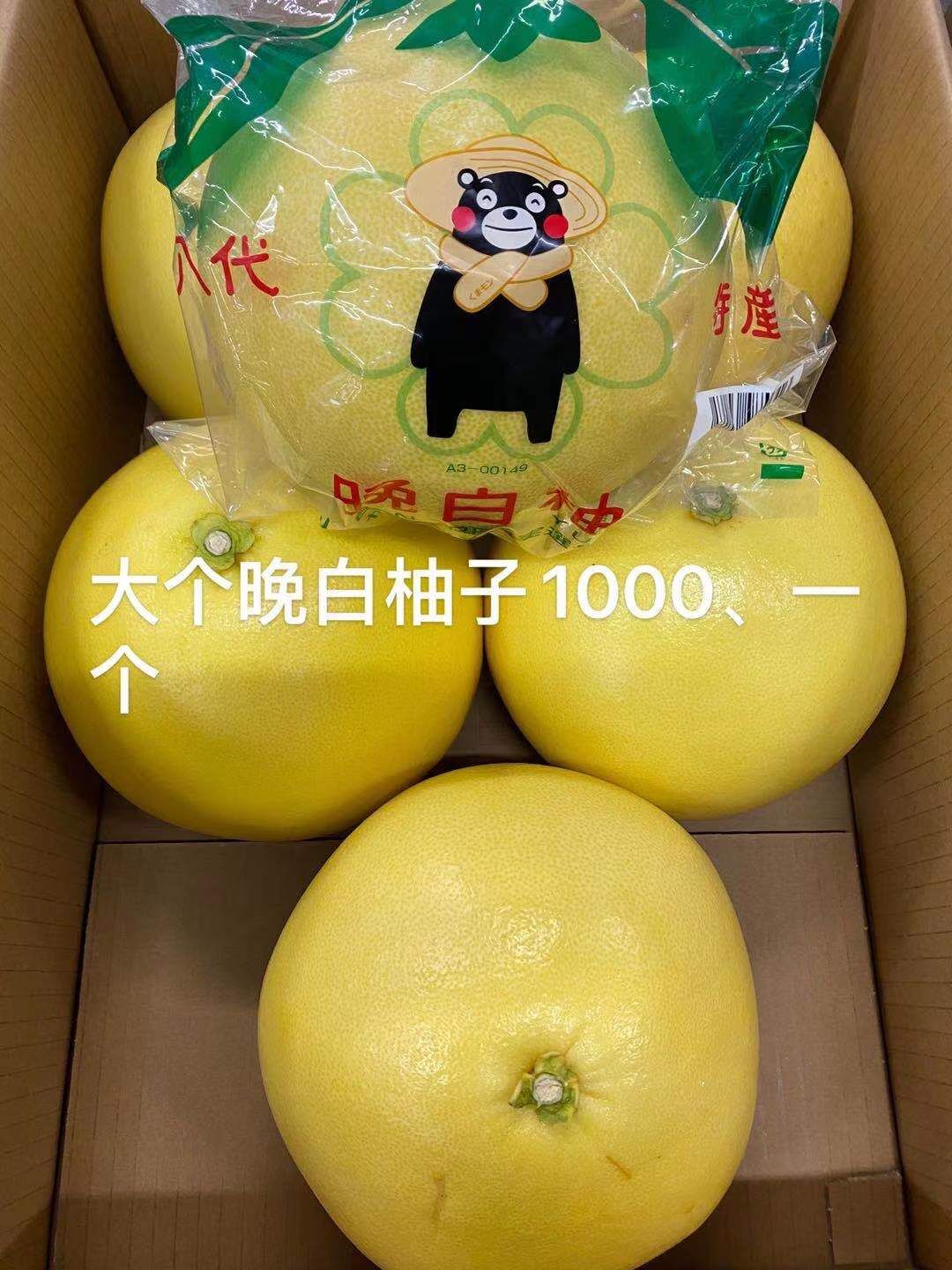 バンペイユ様 国華園オンラインショップ / 果樹苗 カンキツ 晩白柚(ばんぺいゆ