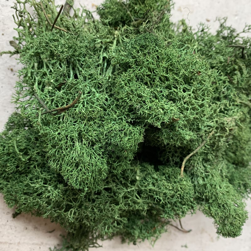 NORDIC MOSS_GN ノルディックモス | CROPE STORE