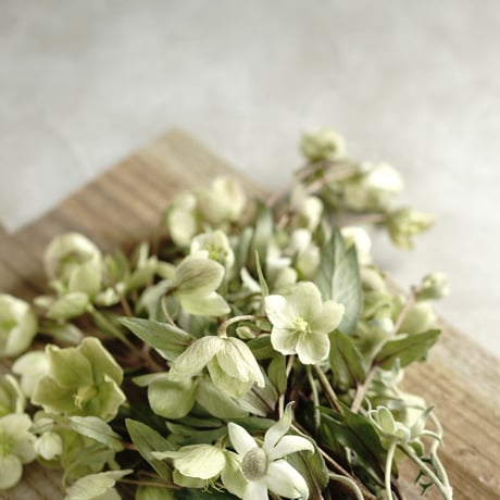 120×120「静かな曇り空」ボタニカルクラウディーグレー