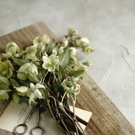 120×120「静かな曇り空」ボタニカルクラウディーグレー