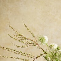 60繊細なパウダリーホワイトベージュ