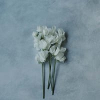 120×90 MODEL the ash gray