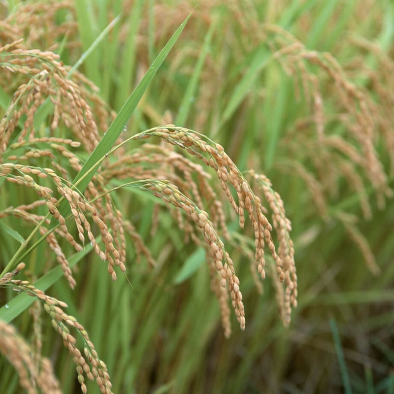 八甲田おろし 特別純米酒 華吹雪 超辛口｜720ml | にっぽん酒蔵マーケット
