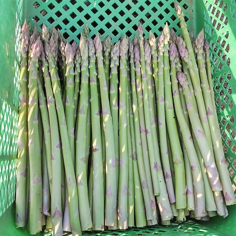 信州産　アスパラガス　Lサイズ　6kg　クール便発送 楽天市場】アスパラガス lサイズの通販