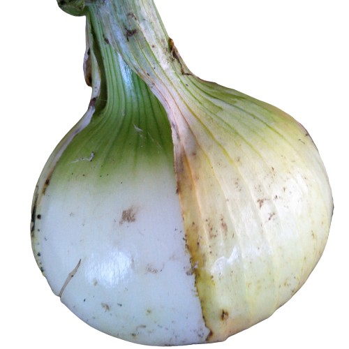 新玉ねぎ2㎏【サイズいろいろ】 | つくば谷口農園