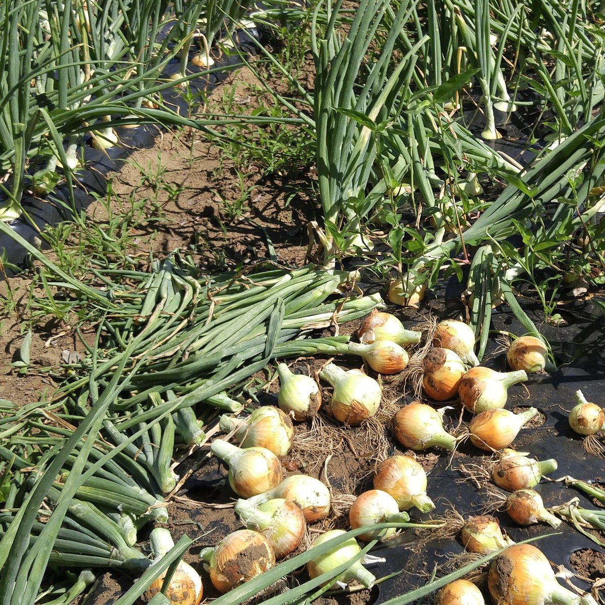 新鮮な玉ねぎ 中サイズ　あくび 淡路島産玉ねぎ中生ターザン10キロ - メルカリ