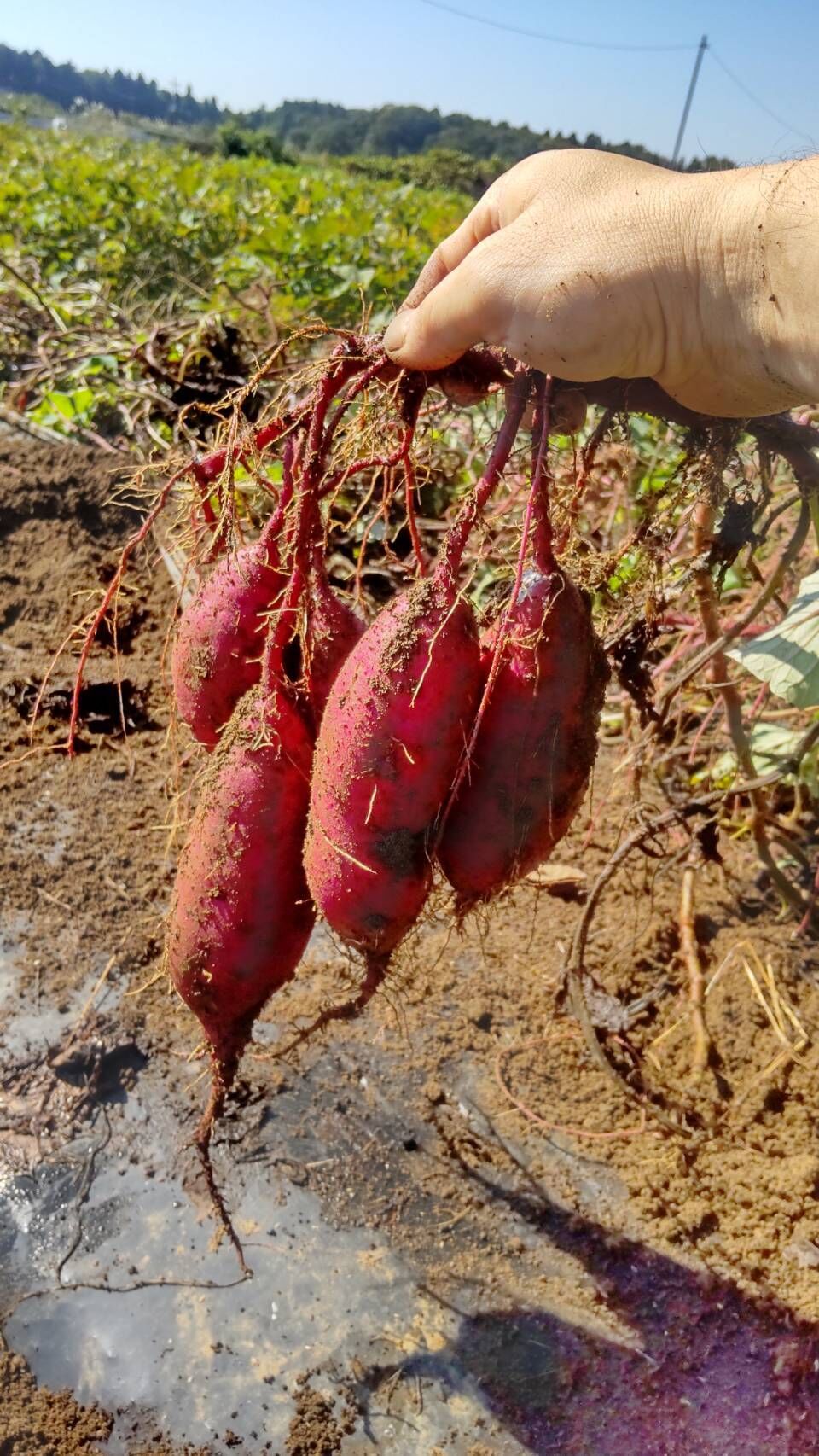 りゃん サツマイモ 楽天市場】千葉・茨城県産 ”紅あずま” Mサイズ 約5kg さつまいも