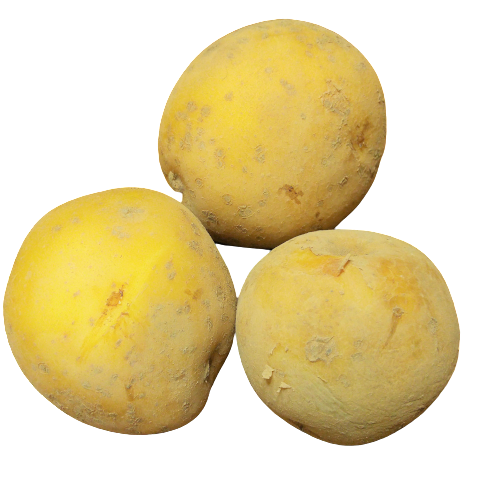 新じゃがいも2㎏（とうや）【サイズいろいろ】 | つくば谷口農園