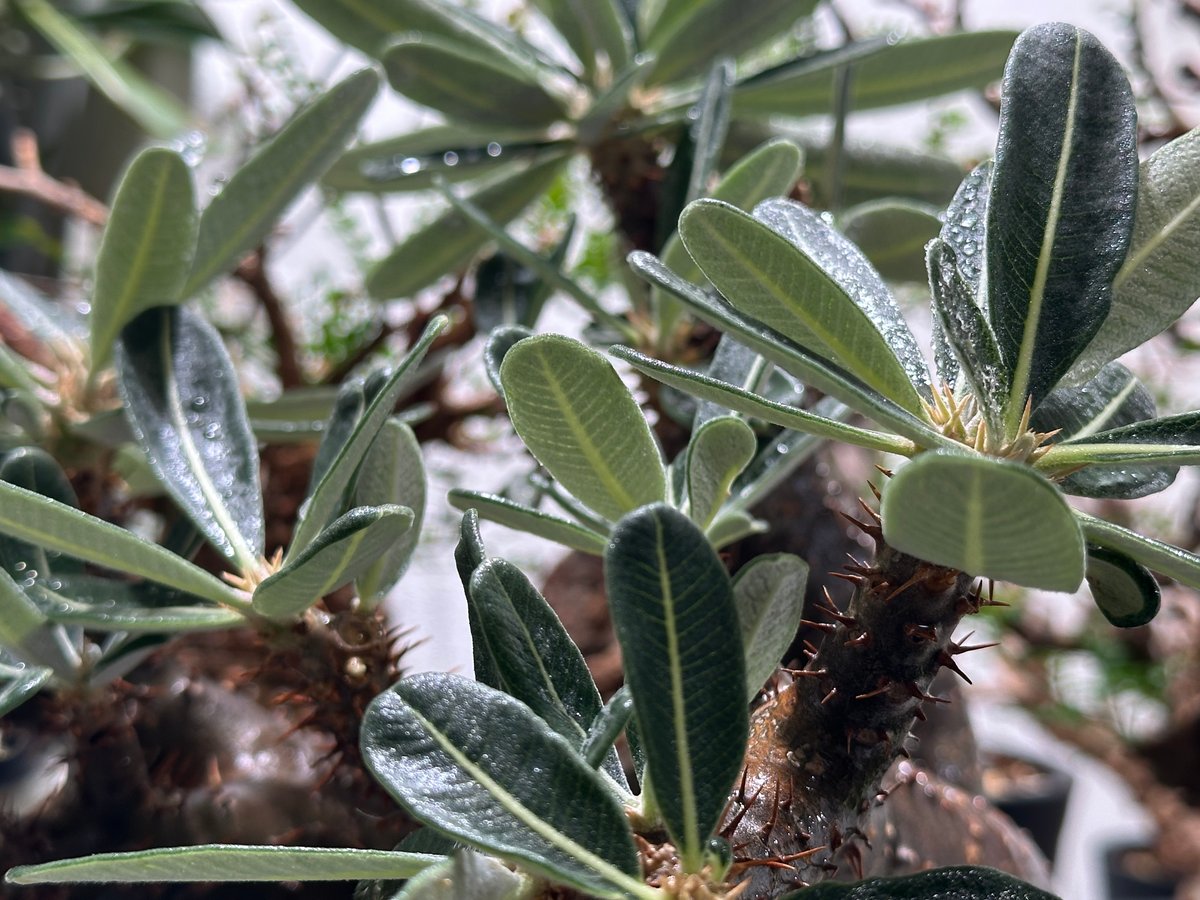 自己主張する植物 Heli's Garden