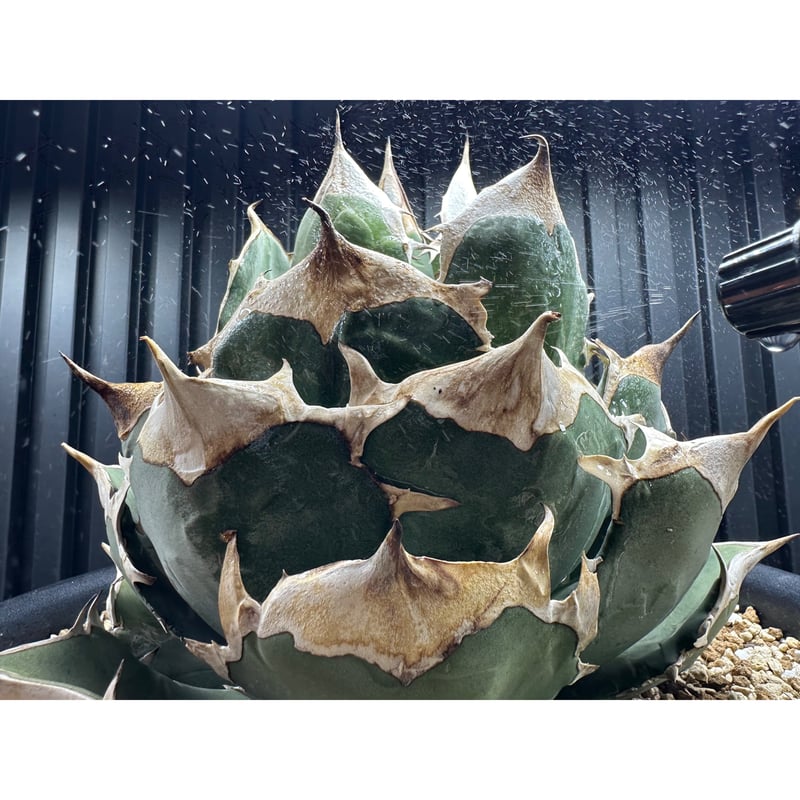 対害虫植物保護活力液 ✴︎PGA-02✴︎ '対卵・ドブ漬け対応