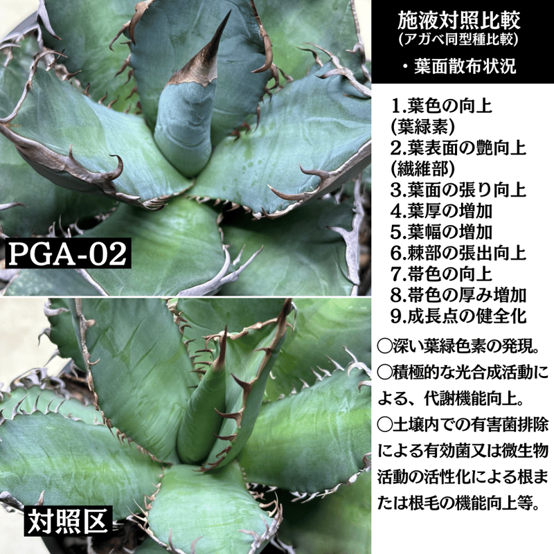 ✴︎極みローテ✴︎ PGA-01×PGA-02セット | S&A PLANTS GARDEN