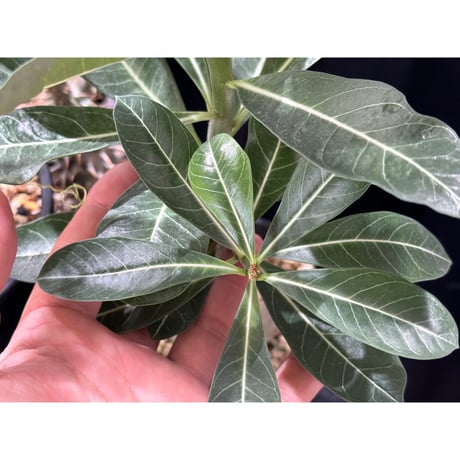 対害虫植物保護活力液 ✴︎PGA-02✴︎ '対卵・ドブ漬け対応'