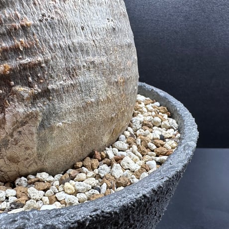 2027#秋冬用 多肉植物・コーデックス専用高性能育成用土 ✴︎SA-GS✴︎ 5ℓ 1〜2体まで