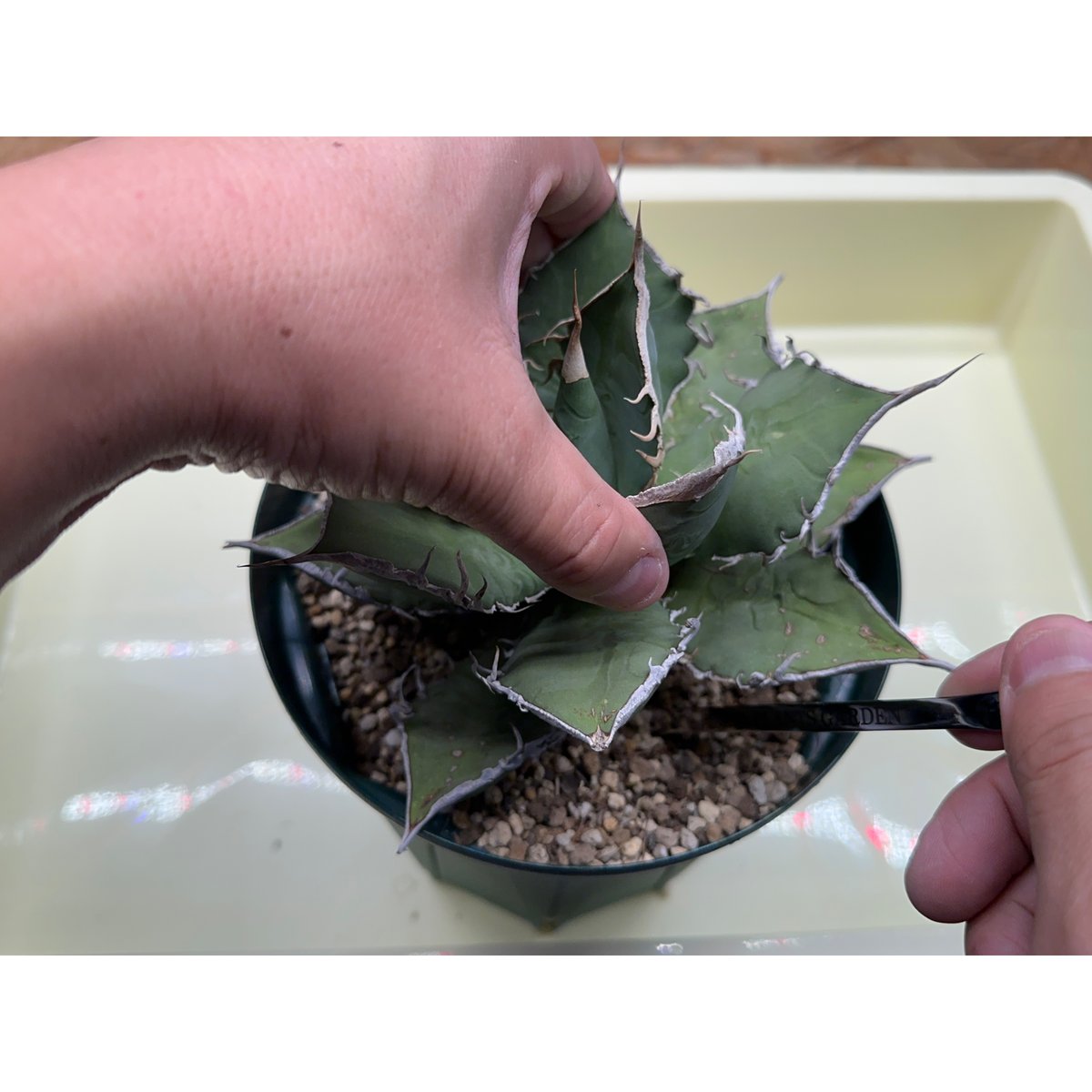 Made in TSUBAME' 万能型植物管理ツール 'SA ロッド' | S&A PLA