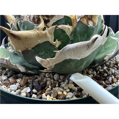対害虫植物保護活力液 ✴︎PGA-01✴︎ '対成虫効果'
